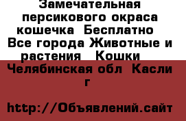 Замечательная персикового окраса кошечка. Бесплатно - Все города Животные и растения » Кошки   . Челябинская обл.,Касли г.